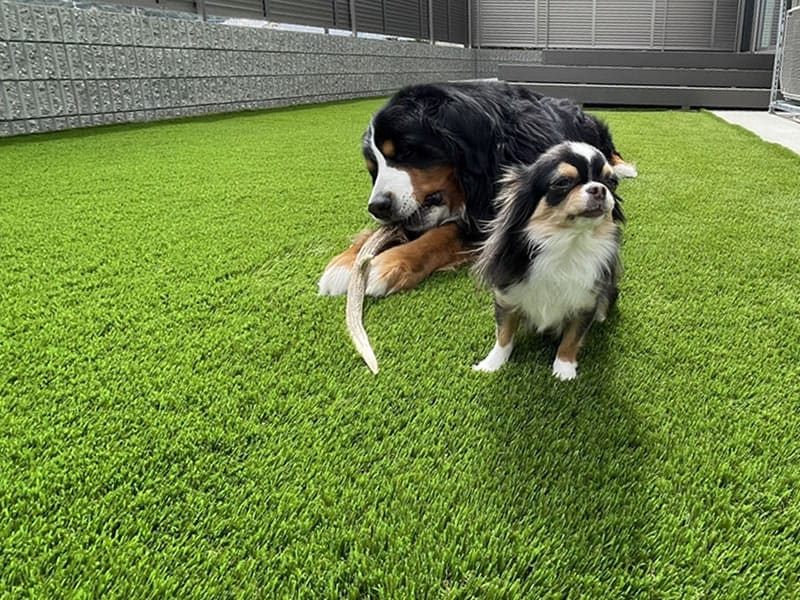 人工芝の上でくつろぐ2匹の犬